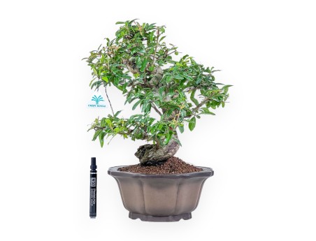 Bonsai di Punica granatum %separator% %category%