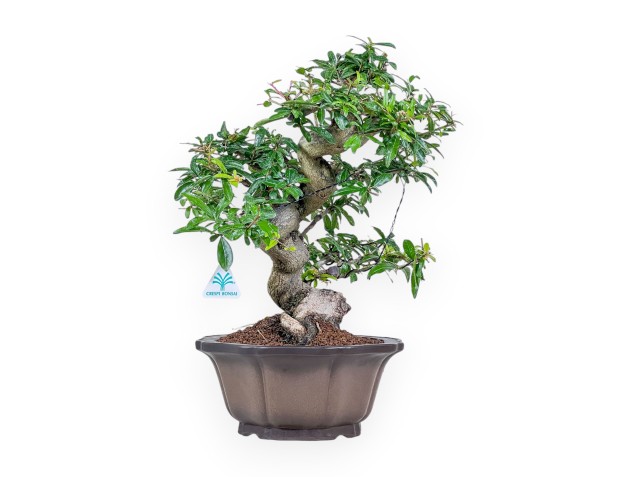 Bonsai di Punica granatum %separator% %category%