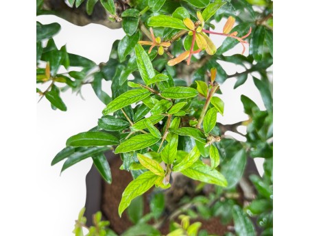 Bonsái de Punica granatum %separator% %category%