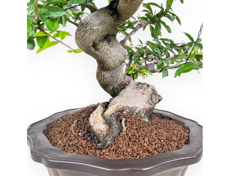 Bonsai di Punica granatum %separator% %category%