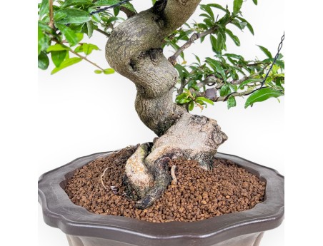 Bonsai di Punica granatum %separator% %category%
