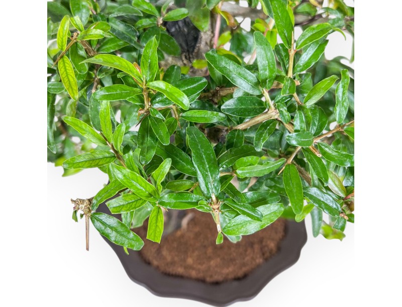Bonsai van Punica granatum %separator% %category%
