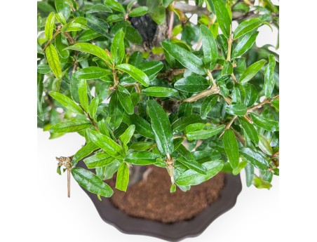 Bonsaï de Punica granatum %separator% %category%