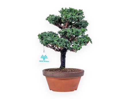 Bonsai aus Chamaecyparis sekka inoki %separator% %category%