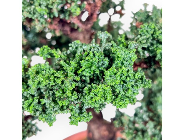 Bonsái de Chamaecyparis sekka inoki %separator% %category% 2