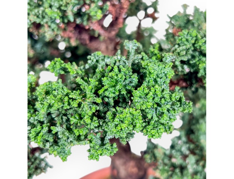 Bonsai di Chamaecyparis sekka inoki %separator% %category%