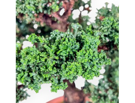 Chamaecyparis sekka inoki bonsai %separator% %category%
