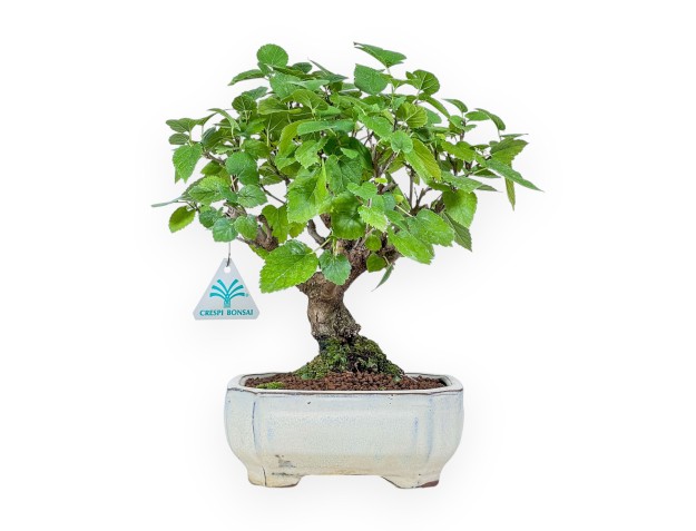 Morus bonsai %separator% %category%