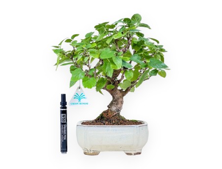 Bonsai di Morus %separator% %category%