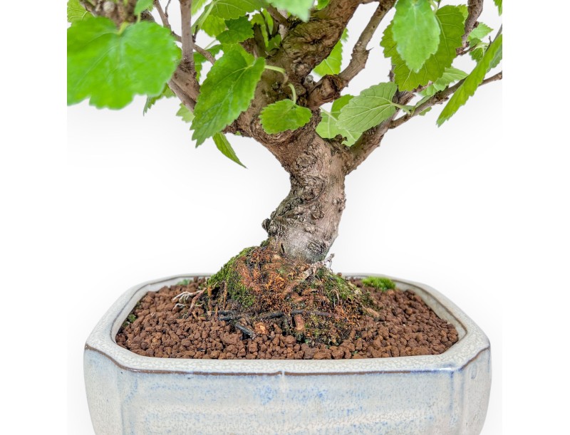 Morus bonsai %separator% %category%