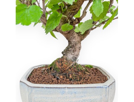 Morus bonsai %separator% %category%