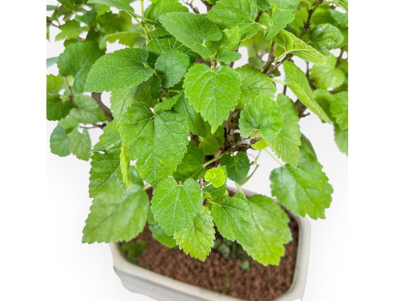 Morus bonsai %separator% %category%
