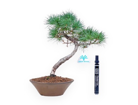 Pinus pentaphylla bonsai %separator% %category%