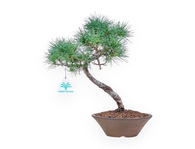 Pinus Pentaphylla bonsai %separator% %category%