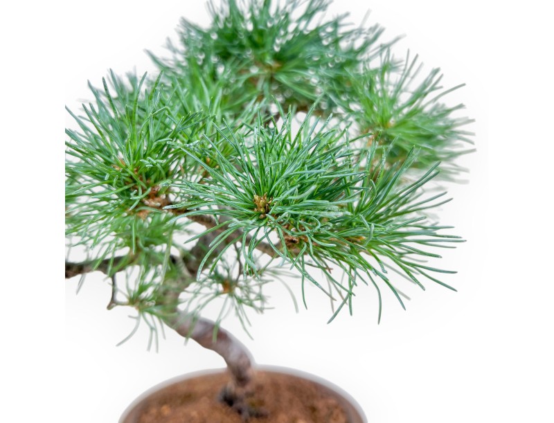Pinus Pentaphylla bonsai %separator% %category%