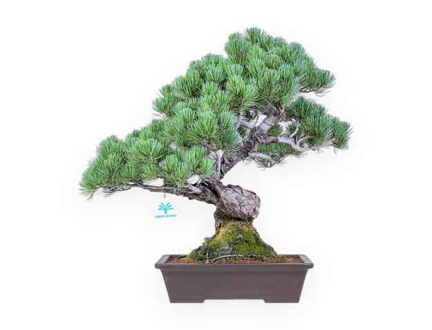 Pinus pentaphylla bonsai %separator% %category%