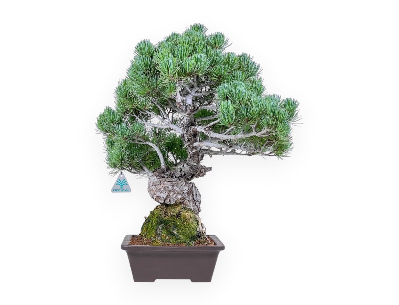 Bonsai di Pinus pentaphylla %separator% %category%