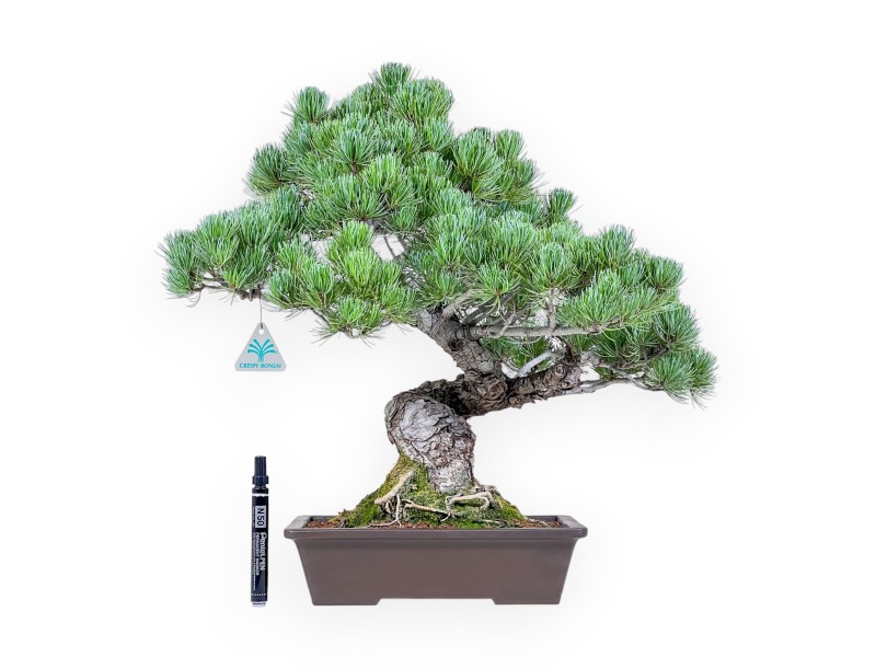 Pinus pentaphylla Bonsai %separator% %category%