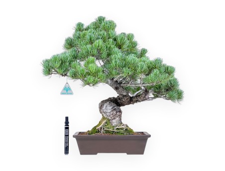 Pinus pentaphylla bonsai %separator% %category%