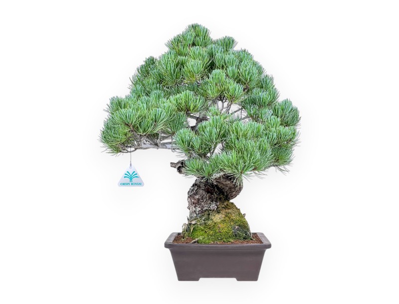 Pinus pentaphylla bonsai %separator% %category%