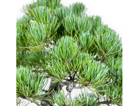 Pinus pentaphylla Bonsai %separator% %category%