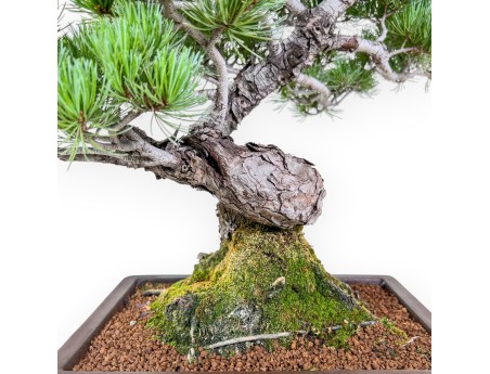 Bonsai di Pinus pentaphylla %separator% %category%