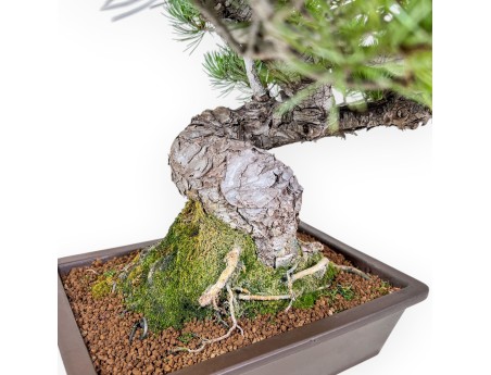 Pinus pentaphylla bonsai %separator% %category%