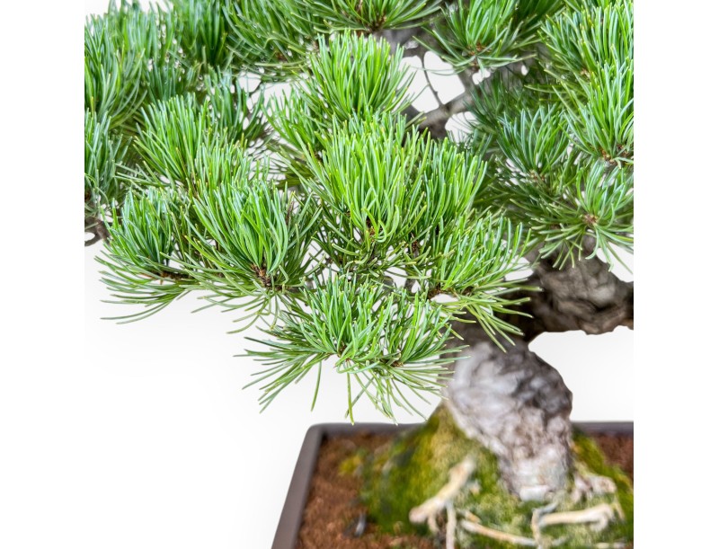 Bonsai di Pinus pentaphylla %separator% %category%