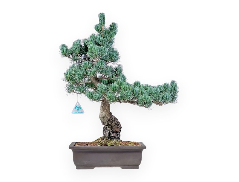 Pinus pentaphylla bonsai %separator% %category%