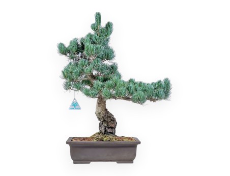 Bonsaï de Pinus pentaphylla %separator% %category%