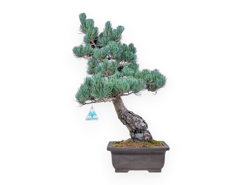 Bonsaï de Pinus pentaphylla %separator% %category%