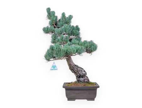 Pinus pentaphylla bonsai %separator% %category%