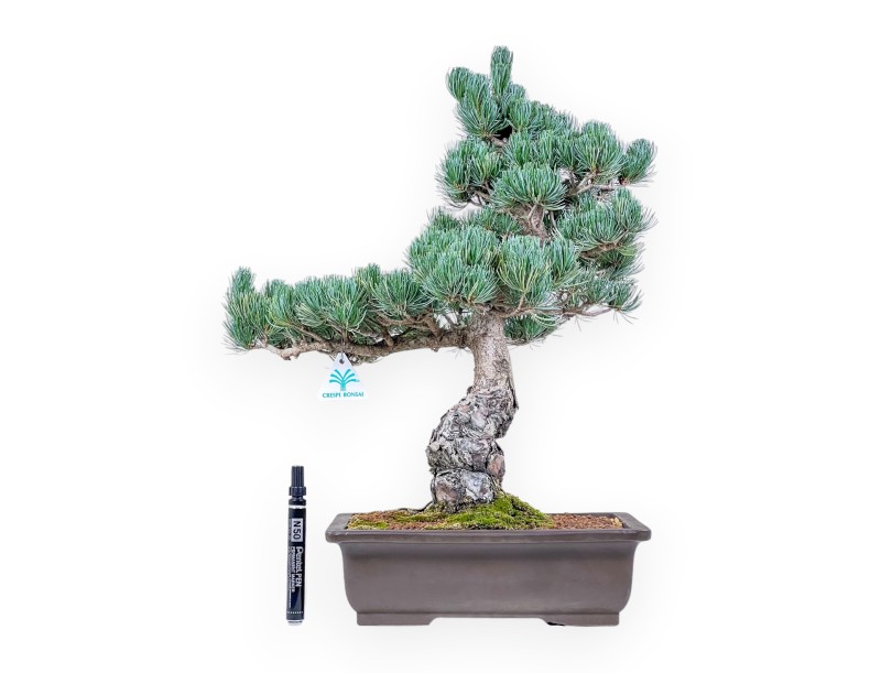 Bonsai di Pinus pentaphylla %separator% %category%