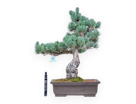 Bonsaï de Pinus pentaphylla %separator% %category%