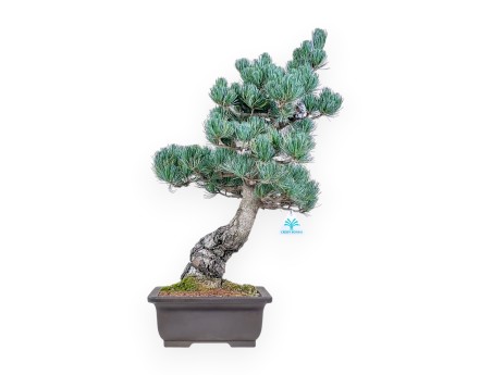 Bonsái de Pinus pentaphylla %separator% %category%