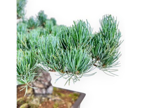 Pinus pentaphylla bonsai %separator% %category%