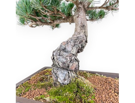 Bonsaï de Pinus pentaphylla %separator% %category%
