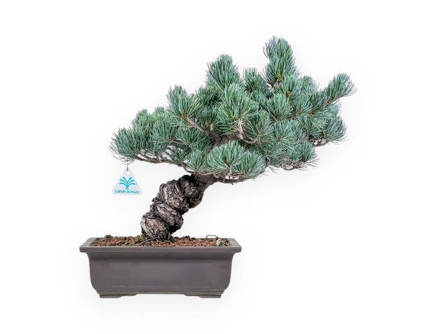 Pinus pentaphylla bonsai %separator% %category%