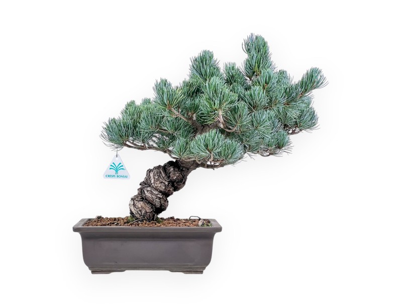 Bonsái de Pinus pentaphylla %separator% %category%