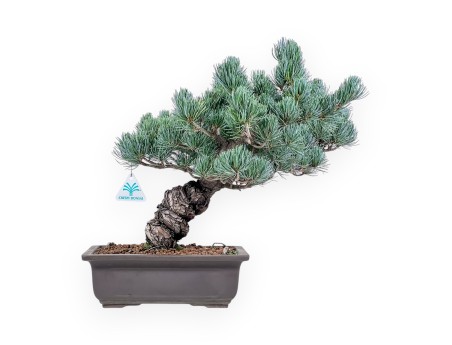 Pinus pentaphylla bonsai %separator% %category%