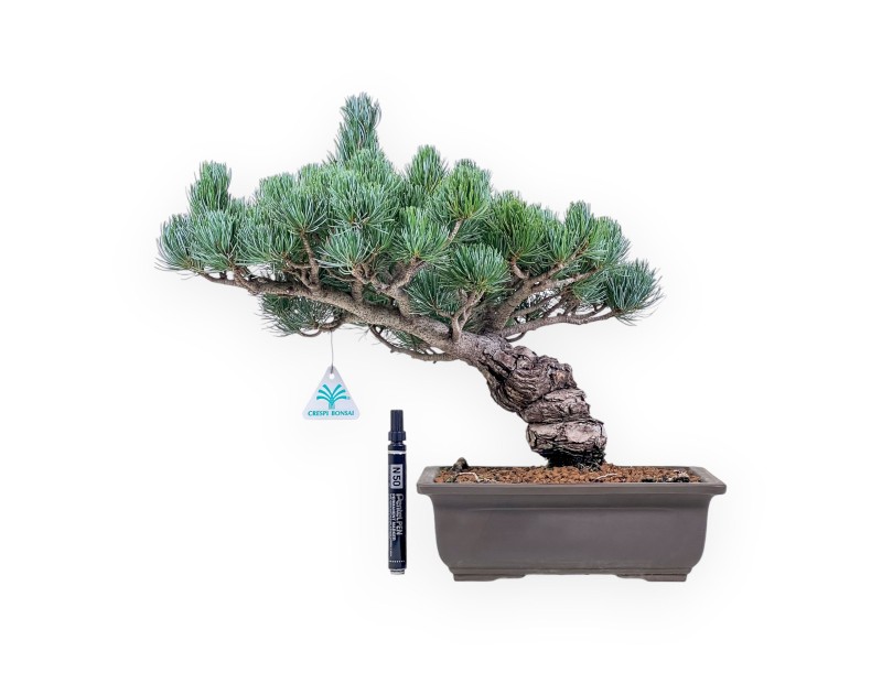 Pinus pentaphylla bonsai %separator% %category%