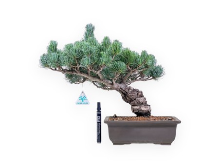 Pinus pentaphylla-Bonsai %separator% %category%