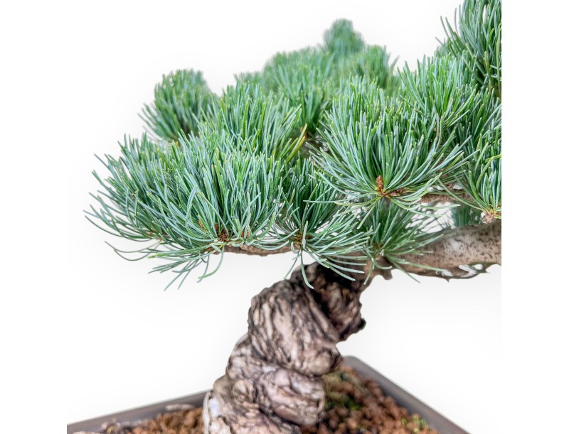 Pinus pentaphylla bonsai %separator% %category%