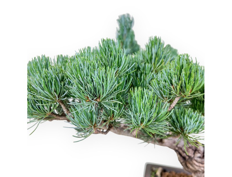 Pinus pentaphylla bonsai %separator% %category%