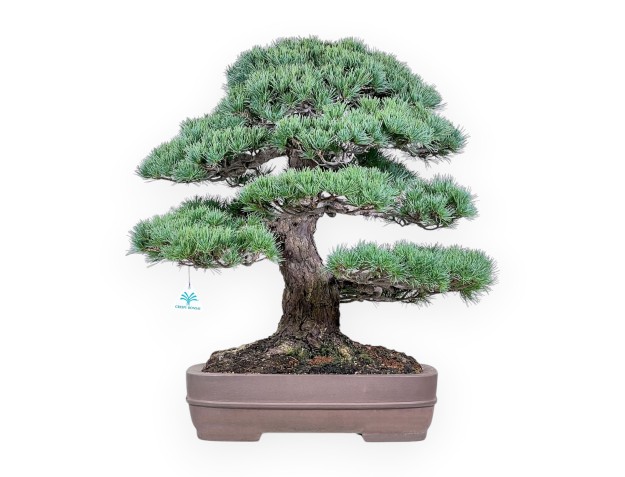 Bonsaï de Pinus pentaphylla %separator% %category% conifères