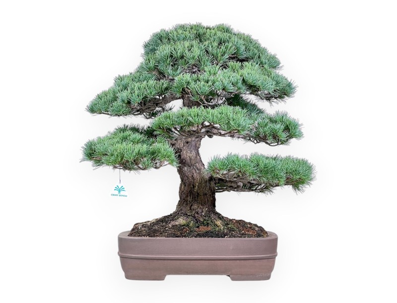 Pinus pentaphylla Bonsai %separator% %category% Koniferen