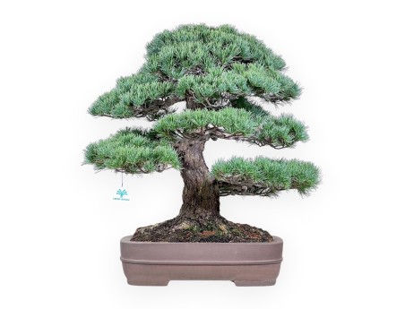 Pinus pentaphylla Bonsai %separator% %category% Koniferen