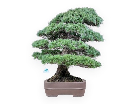 Bonsai van Pinus pentaphylla %separator% Bonsai exemplaar naaldboom