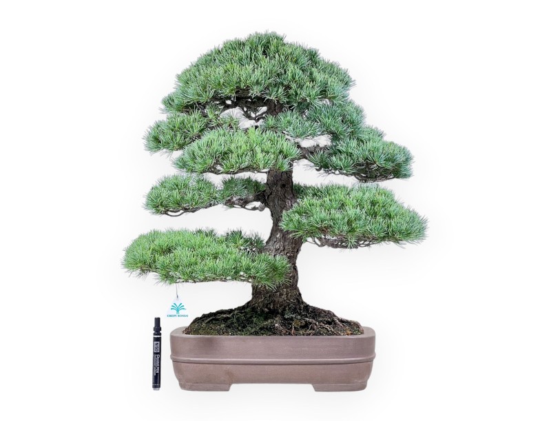 Bonsái de Pinus pentaphylla %separator% %category% coníferas