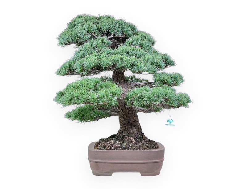 Pinus pentaphylla Bonsai %separator% %category% Koniferen